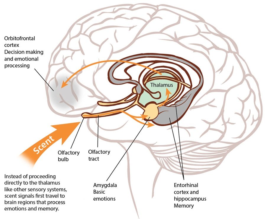 Duftdiffusion in der Wissenschaft - Duftmarketingforschung - AD Germany